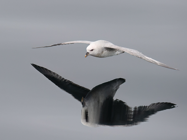 Myrskylintu, Northern Fulmar, Fulmarus glacialis
