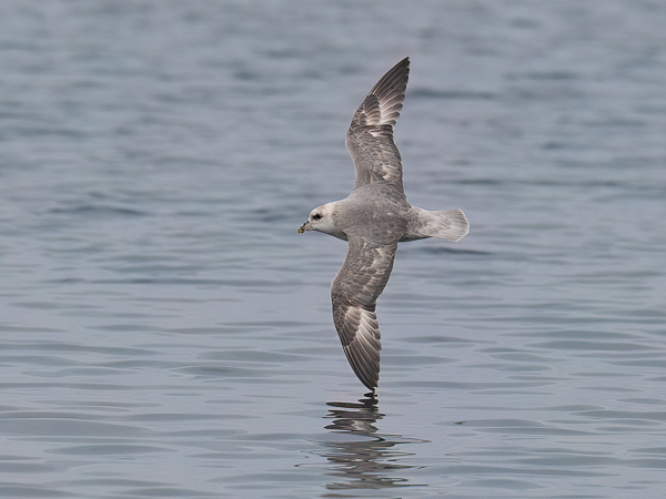 Myrskylintu, Northern Fulmar, Fulmarus glacialis