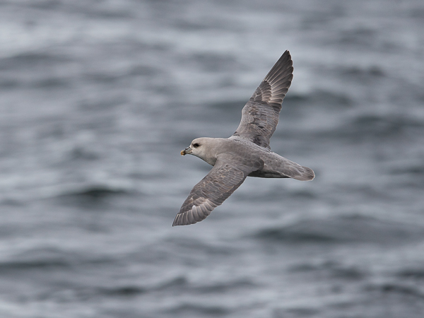 Myrskylintu, Northern Fulmar, Fulmarus glacialis