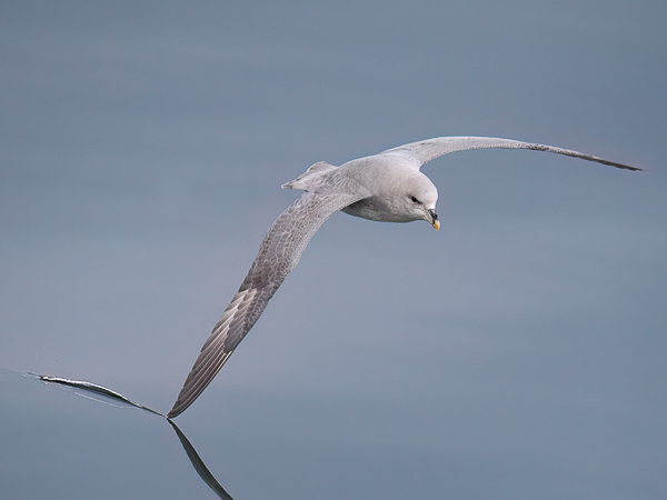 Myrskylintu, Northern Fulmar, Fulmarus glacialis