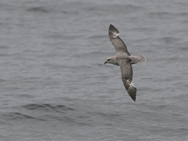 Myrskylintu, Northern Fulmar, Fulmarus glacialis