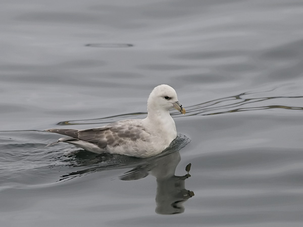 Myrskylintu, Northern Fulmar, Fulmarus glacialis