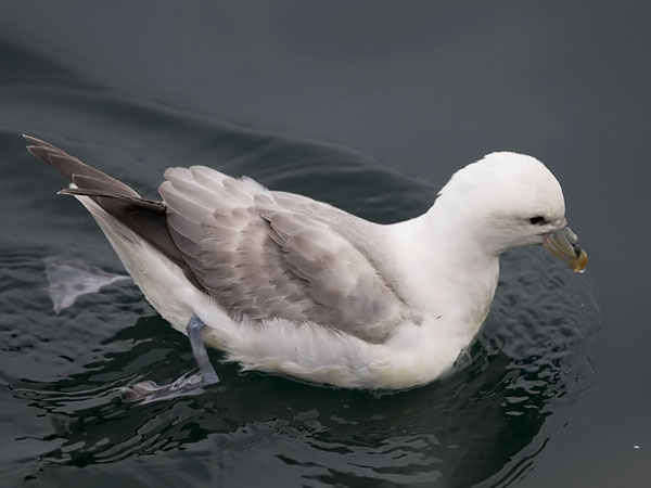 Myrskylintu, Northern Fulmar, Fulmarus glacialis