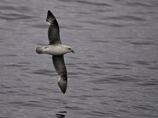 Myrskylintu, Northern Fulmar, Fulmarus glacialis