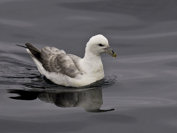 Myrskylintu, Northern Fulmar, Fulmarus glacialis