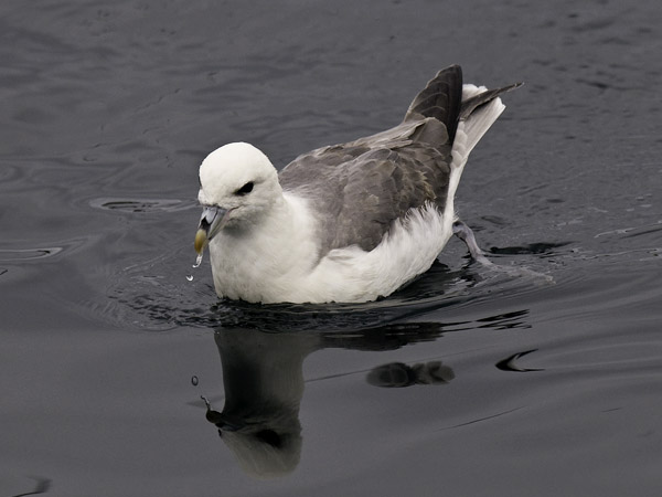Myrskylintu, Northern Fulmar, Fulmarus glacialis