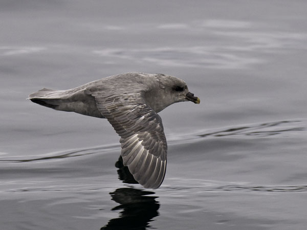 Myrskylintu, Northern Fulmar, Fulmarus glacialis