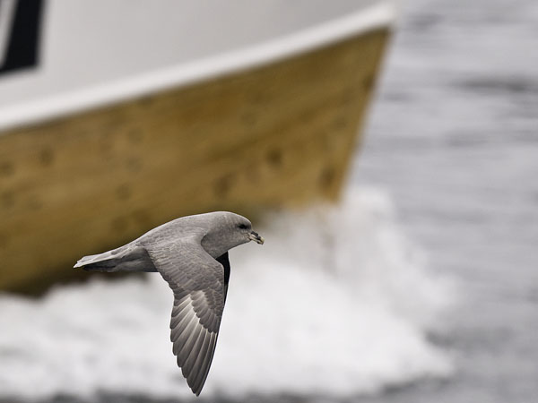 Myrskylintu, Northern Fulmar, Fulmarus glacialis