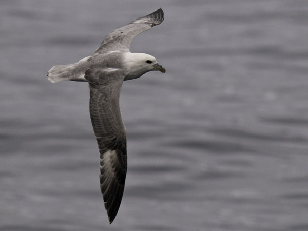 Myrskylintu, Northern Fulmar, Fulmarus glacialis
