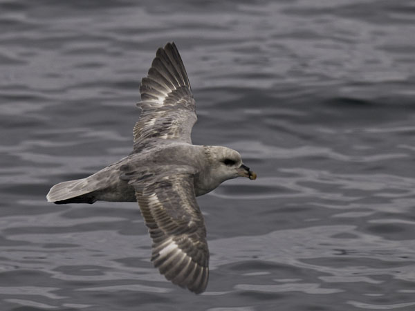Myrskylintu, Northern Fulmar, Fulmarus glacialis