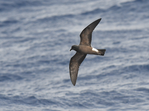 Madeirankeiju, Manx Band-rumped Storm Petrel, Oceanodroma castro