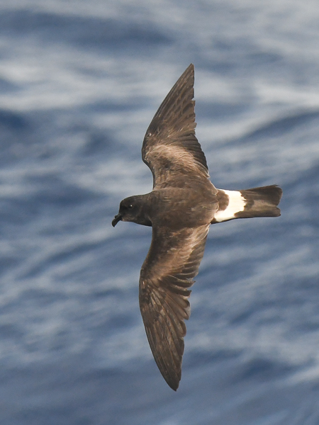 Madeirankeiju, Manx Band-rumped Storm Petrel, Oceanodroma castro