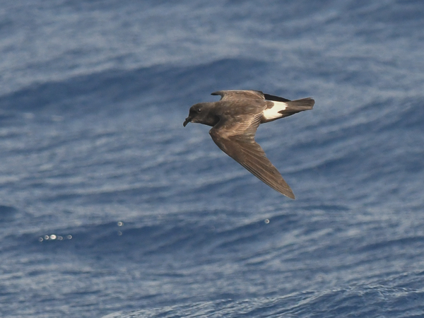 Madeirankeiju, Manx Band-rumped Storm Petrel, Oceanodroma castro