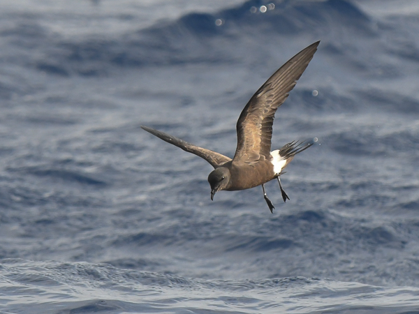 Madeirankeiju, Manx Band-rumped Storm Petrel, Oceanodroma castro