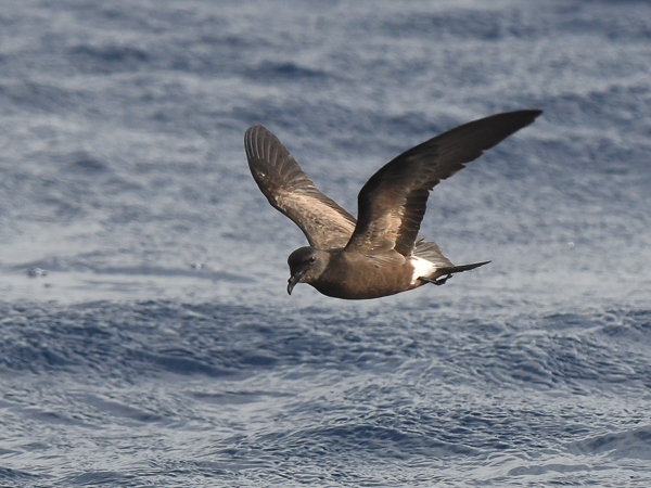 Madeirankeiju, Manx Band-rumped Storm Petrel, Oceanodroma castro