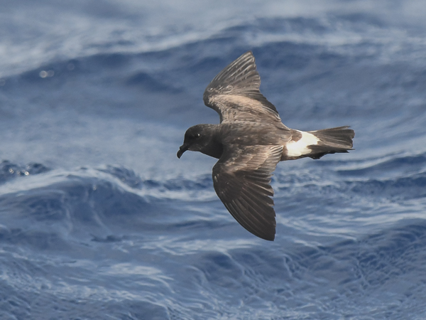 Madeirankeiju, Manx Band-rumped Storm Petrel, Oceanodroma castro