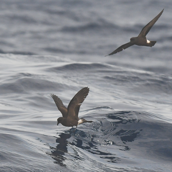 Madeirankeiju, Manx Band-rumped Storm Petrel, Oceanodroma castro