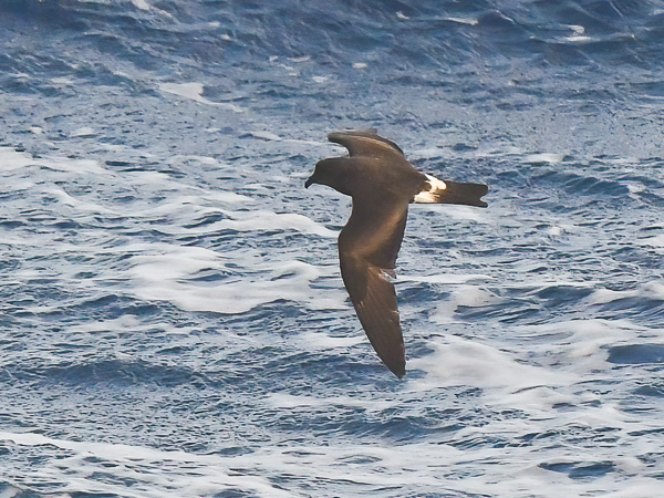 Myrskykeiju, Leach's Storm Petrel, Oceanodroma leucorhoa