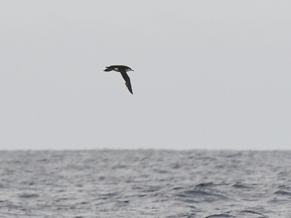 Pikkuliitäjä, Manx Shearwater, Puffinus puffinus 