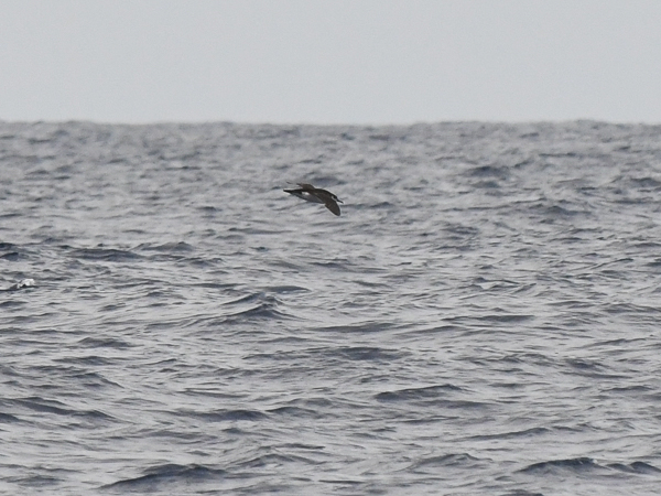 Pikkuliitäjä, Manx Shearwater, Puffinus puffinus 