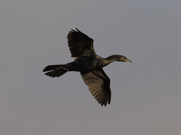 Pikkumerimetso, Pygmy Cormorant, Microcarbo pygmeus