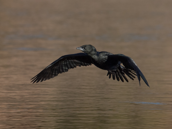 Pikkumerimetso, Pygmy Cormorant, Microcarbo pygmeus