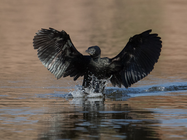 Pikkumerimetso, Pygmy Cormorant, Microcarbo pygmeus