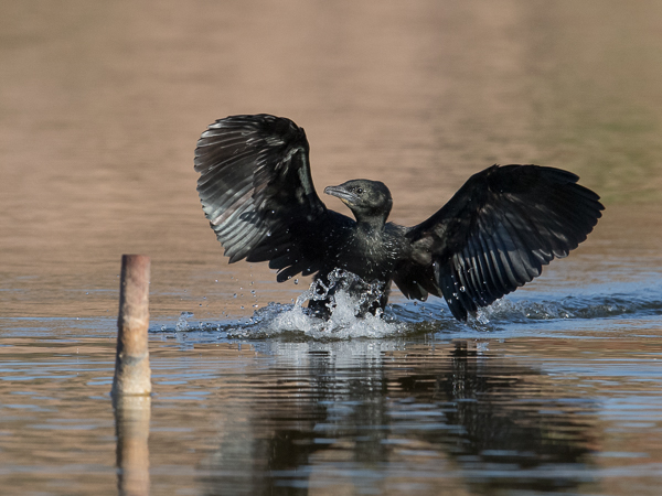 Pikkumerimetso, Pygmy Cormorant, Microcarbo pygmeus