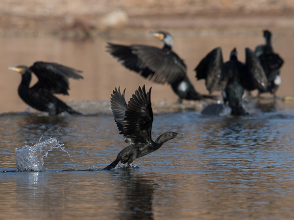 Pikkumerimetso, Pygmy Cormorant, Microcarbo pygmeus