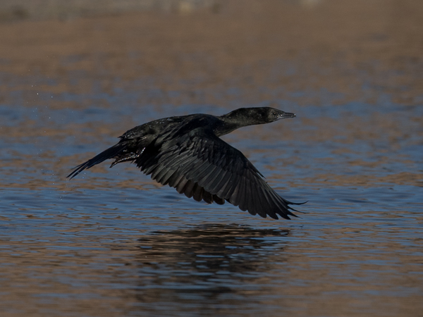 Pikkumerimetso, Pygmy Cormorant, Microcarbo pygmeus