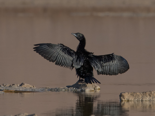 Pikkumerimetso, Pygmy Cormorant, Microcarbo pygmeus