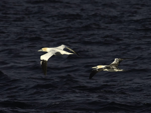 Suula, Northern Gannet, Morus bassanus