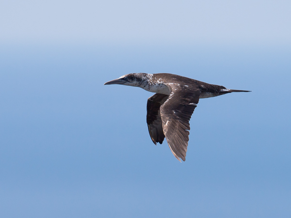 Suula, Northern Gannet, Morus bassanus