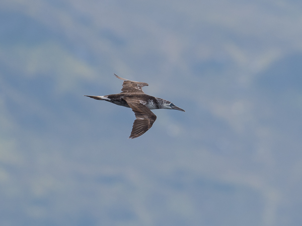 Suula, Northern Gannet, Morus bassanus