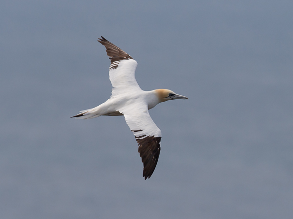 Suula, Northern Gannet, Morus bassanus