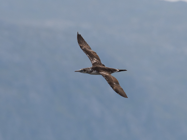 Suula, Northern Gannet, Morus bassanus