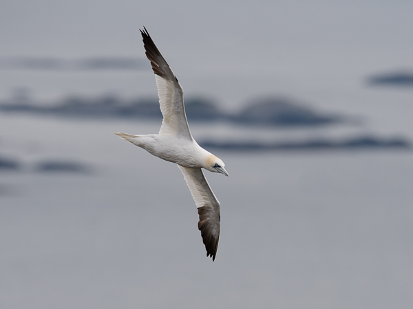 Suula, Northern Gannet, Morus bassanus