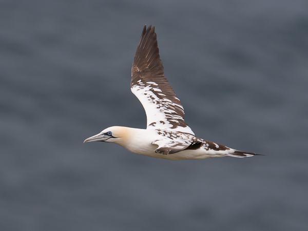 Suula, Northern Gannet, Morus bassanus