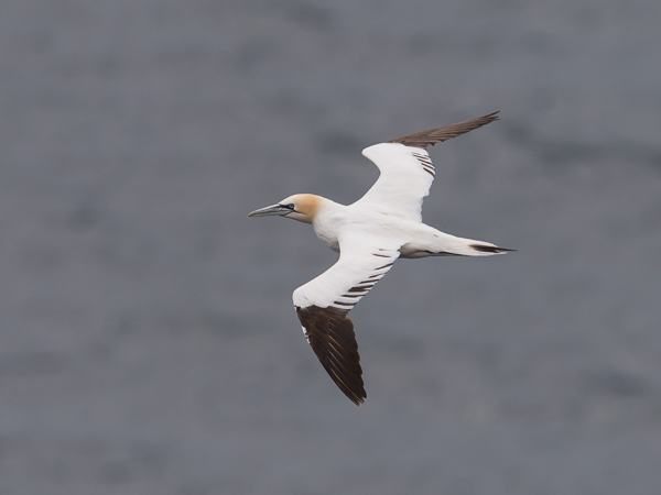 Suula, Northern Gannet, Morus bassanus