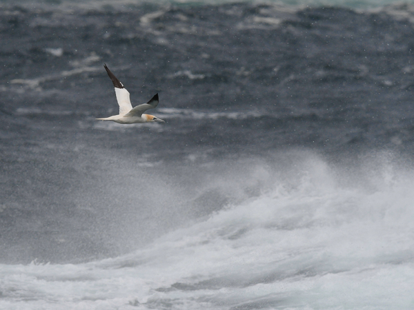 Suula, Northern Gannet, Morus bassanus