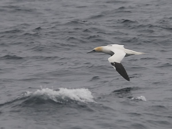 Suula, Northern Gannet, Morus bassanus