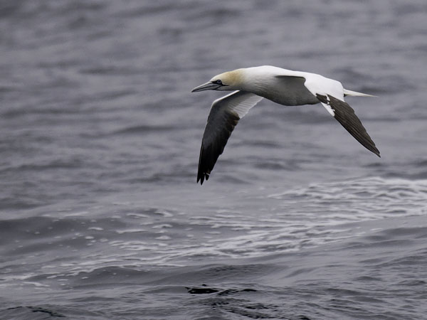 Suula, Northern Gannet, Morus bassanus