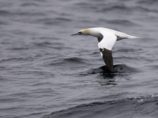 Suula, Northern Gannet, Morus bassanus