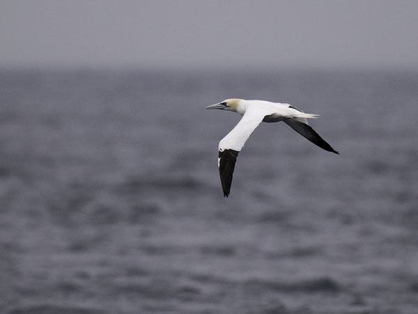 Suula, Northern Gannet, Morus bassanus