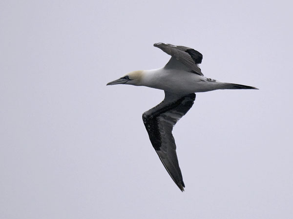 Suula, Northern Gannet, Morus bassanus