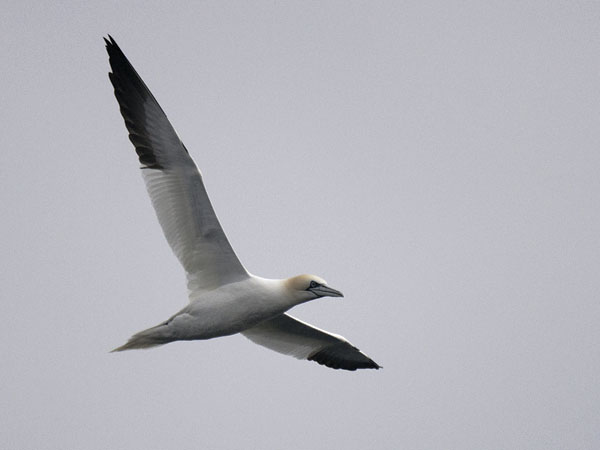 Suula, Northern Gannet, Morus bassanus