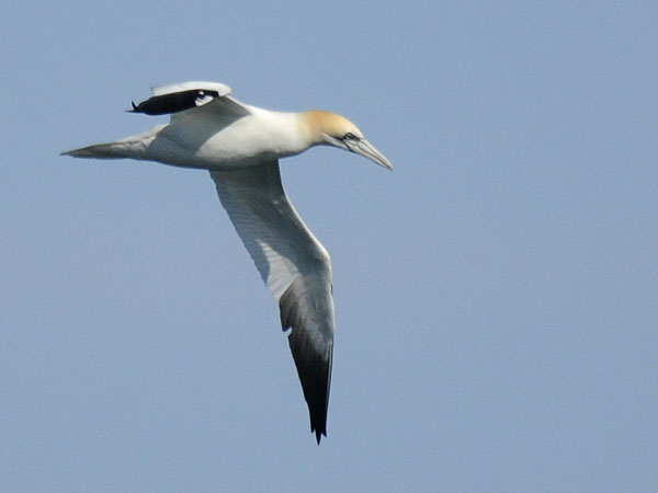 Suula, Northern Gannet, Morus bassanus
