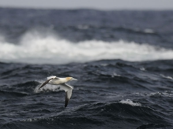Suula, Northern Gannet, Morus bassanus
