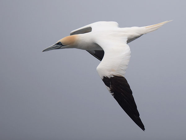 Suula, Northern Gannet, Morus bassanus