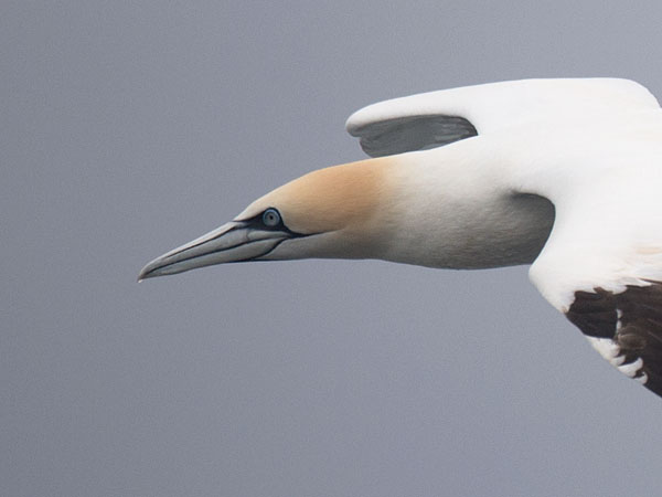 Suula, Northern Gannet, Morus bassanus